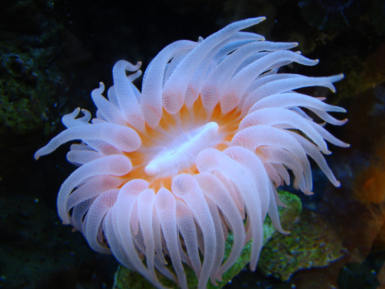  Rhizotrochus typus (Rhizo Coral)
